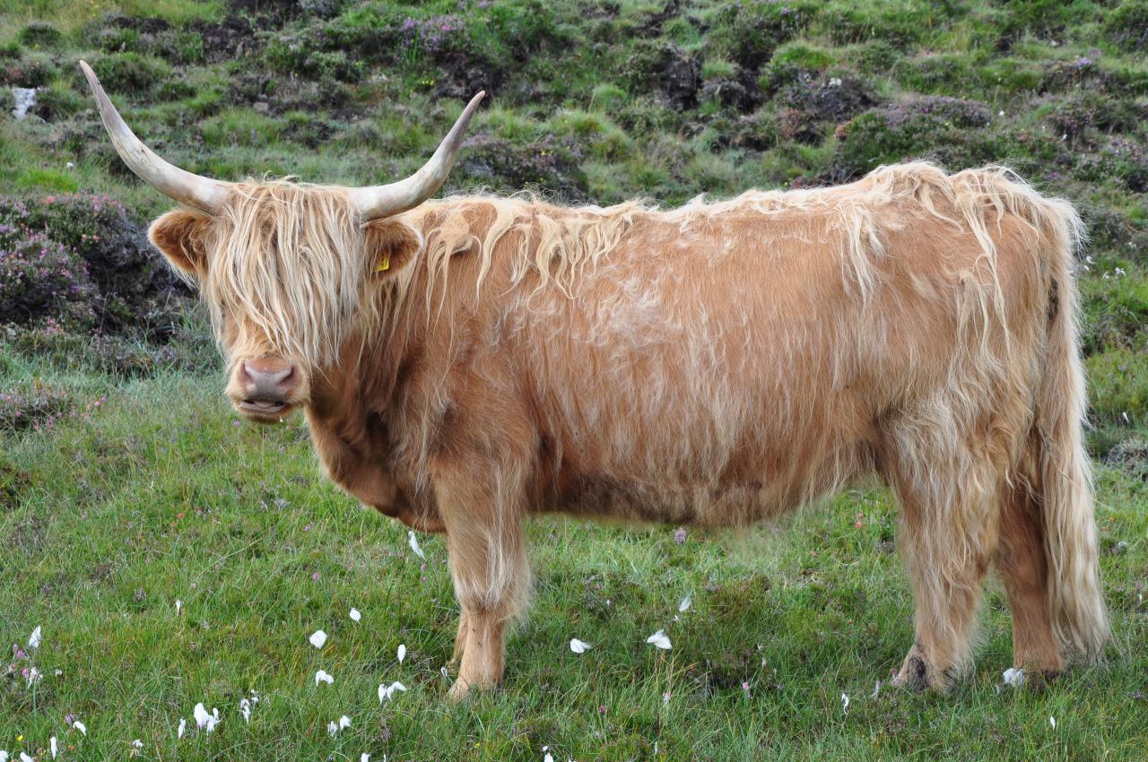 La célèbre vache des Highlands / The famous Highlands cow