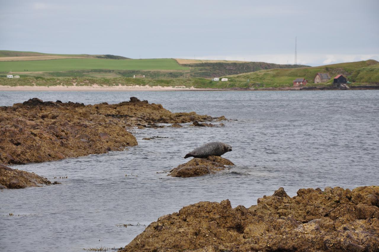 Phoques à la pointe de Kintyre / Seals at the far end of Kintyre