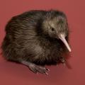 NZ Kiwi